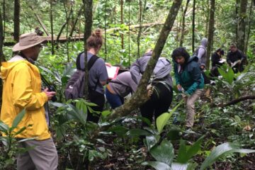 Árbol Ramón indica calidad del ambiente en la Selva Lacandona