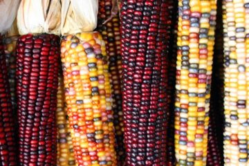 La SCJN suspende permisos comerciales de maíz trasgénico