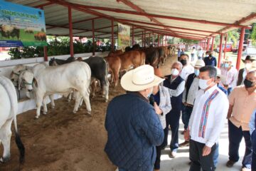 Se busca erradicar la brucelosis bovina En Chiapas: Rutilio Escandón