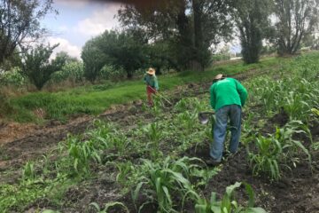 Crisis en el campo mexicano subirá precios de alimentos