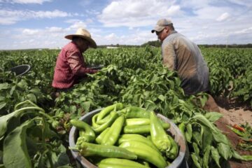 Crisis de legalidad en la CNC impide la defensa de los campesinos de México