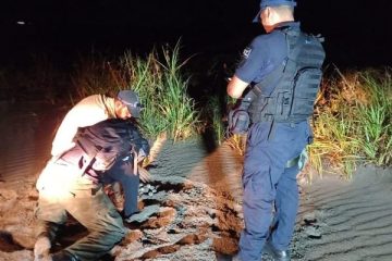 FGE aseguró 950 huevos de tortugas saqueados de nidos