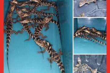 Aseguran 12 cocodrilos