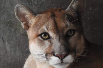 Intercambia ZooMAT Puma por cocodrilo