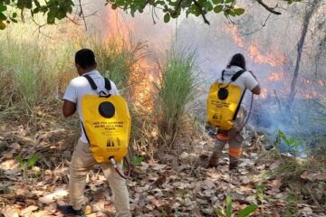 Disminuyen incendios forestales en la entidad