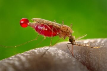 El paludismo, una enfermedad que se combate desde hace más de 140 años