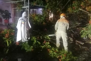 Lluvias en la capital del estado derriban siete árboles