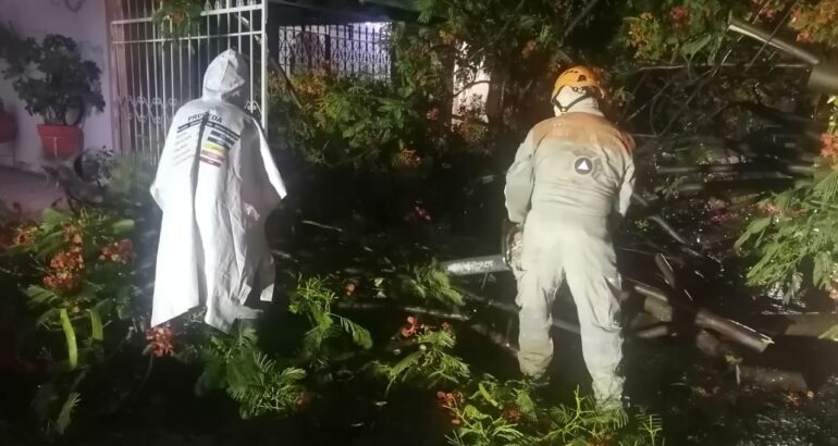 Lluvias en la capital del estado derriban siete árboles