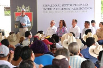 Entrega Rutilio Escandón sementales bovinos y paquetes de ovinos para fortalecer el sector ganadero de Chiapas