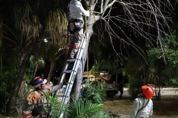 Retiran árboles secos en Caña Hueca como medida de prevención