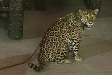 Muere jaguar en el Zoológico Miguel Álvarez del Toro en Chiapas