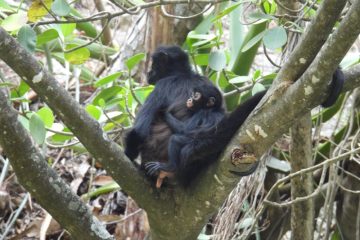 Nace en CONANP-Parque Nacional Cañon del Sumidero la tercera cría de Mono Araña