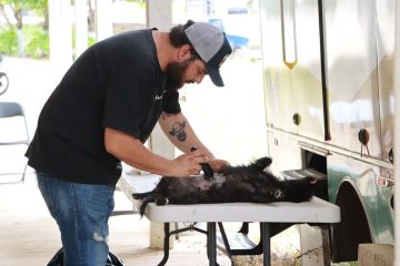 En Villaflores se realiza campaña de esterilización de mascotas