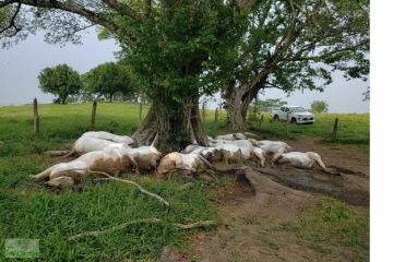 Al menos14 bovinos murieron tras caída de rayo en Pichucalco Al menos14 bovinos murieron tras caída de rayo en Pichucalco