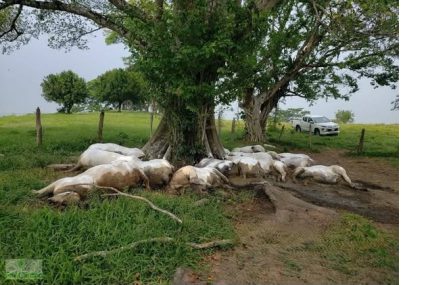 Al menos14 bovinos murieron tras caída de rayo en Pichucalco