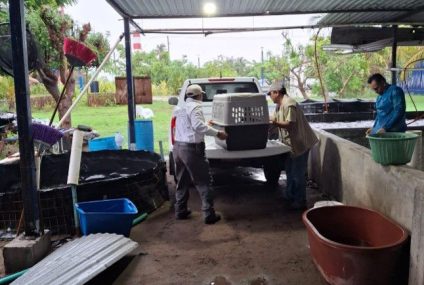 Participa UNACH en acciones para atender a ejemplar de lobo marino varado en playas de Mazatán
