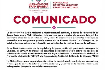 Semahn Chiapas Investiga presunta tala de árboles en zona protegida La Ciénega Semahn Chiapas Investiga presunta tala de árboles en zona protegida La Ciénega