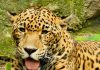 Muere un jaguar en el Zoomat Chiapas