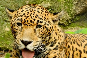 Muere un jaguar en el Zoomat Chiapas