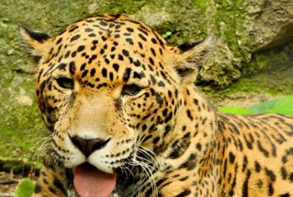 Muere un jaguar en el Zoomat Chiapas