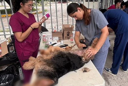 Salud rebasa meta de 400 perros y gatos esterilizados en jornada gratuita